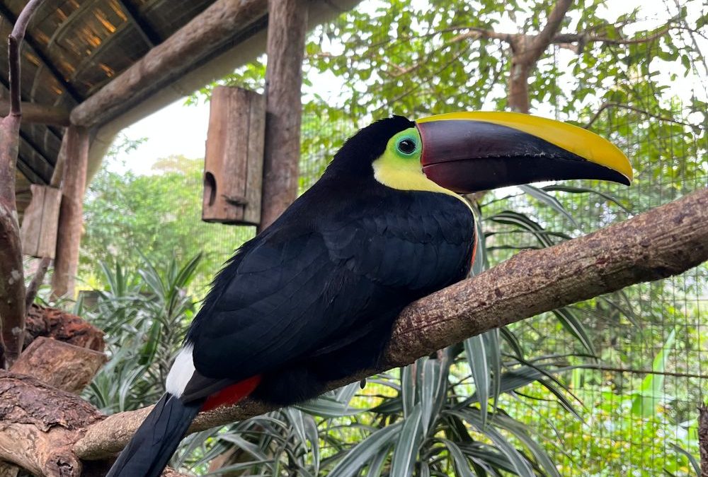 Waar jungle en zee samenkomen